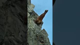 Walrus Cliff Crowding Risks and Dangers for Arctic Giants Walrus animals [upl. by Sternick]