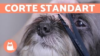 ¿Cómo cortar el pelo a un perro 🐶 CORTE BÁSICO  Animal Salut [upl. by Riplex173]