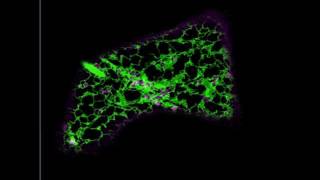 Fluorescent Golgi bodies moving over membranes of the endoplasmic reticulum in plants [upl. by Giark]