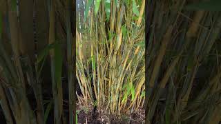 Dividing Borinda papyrifera CS1046  The Blue Bamboo [upl. by Novrej]