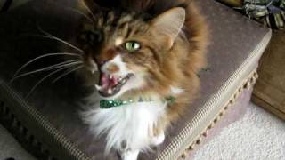 Max the Maine Coon Cat sings [upl. by Deny]