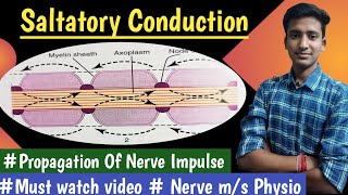 Saltatory Conduction Propagation Of Nerve Impulse  Nerve Muscle Physiology  hindi  Ashish [upl. by Anelrac]