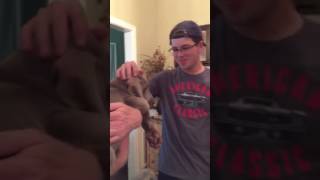 Weimaraner puppy surprise [upl. by Ullyot]