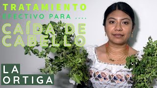 CÓMO HACER CRECER EL CABELLO Y EVITAR LA CAÍDA DEL CABELLOROMERO CLAVO DULCE Y CANELA [upl. by Rimas]