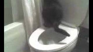 kitty toilet trained [upl. by Assirahc]