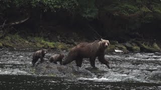 Brown Bears in Pavlof Harbor  Alaska  Lindblad Expeditions [upl. by Roxanna]