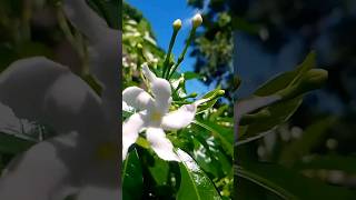 flower status songflower Hindi song videoflower new WhatsApp status flowers [upl. by Mccallion]