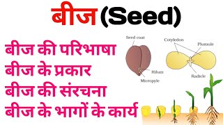 What is seed  types of seeds  Structure of seeds in Hindi बीज की परिभाषा प्रकार संरचना और कार्य [upl. by Tobin]