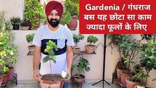 गंधराज पर तुरंत करो यह छोटा सा काम पत्तों से ज्यादा फूलों के लिए  Gardenia jasmine plant care [upl. by Glogau]