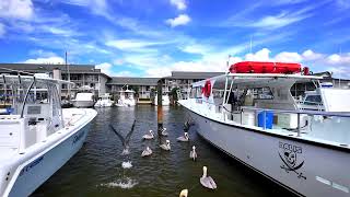 The Naples City Dock with some playful pelicans Naples Florida 💙 [upl. by Anailuy]