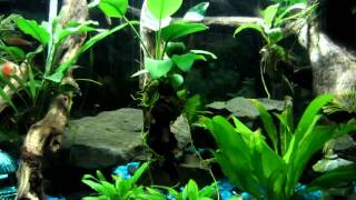 My planted tank with blue gravel [upl. by Metabel]