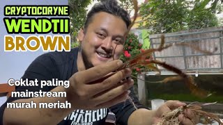 Cryptocoryne Wendtii brown paling umum dari semua species cryptocoryne  KOLAMSCAPE eps24 [upl. by Cailly]