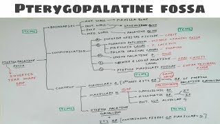 Pterygopalatine fossa  2  Theory [upl. by Letram]