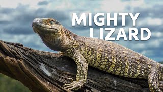 The Biggest Lizard In The World  Monitor Lizard Documentary [upl. by Iz]