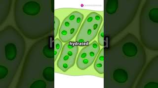 What is a Vacuole Explained biology facts cellbiology science highlights knowledge yt [upl. by Alyled]