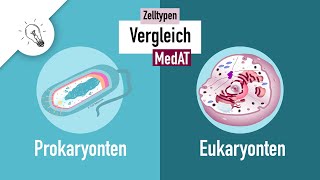 Zelltypen I  Prokaryonten vs Eukaryonten  MedAT  Biologie [upl. by Ariella]