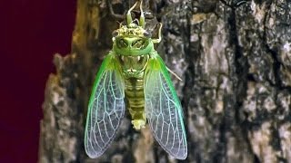 Cicada Molting  Nature Time Lapse Cicala fa la muta [upl. by Osmen]