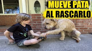 Por Qué Mi Perro Mueve la Pata Cuando le Rasco [upl. by Dafodil]