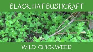 Chickweed Wild Edible amp Medicinal Plant [upl. by Massie]