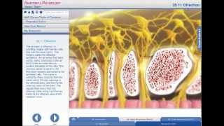 cranial nerve anatomy  olfactory nerve anatomy  first cranial anatomy  neuroanatomy [upl. by Brien910]