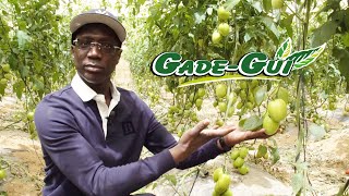 Gade Gui amp Secteur Agricole  Création dEmplois sur toute la chaine de valeur [upl. by Aiouqes]