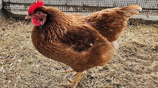 Hybrid Super Layers  Red Star Hens [upl. by Wonacott]