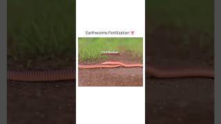 Earthworms Fertilization 🔥😍 shorts earthworm shirazivillagevlog [upl. by Syverson]