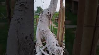 Aerial roots 🌱 develop करने का तरीका। [upl. by Kyl]