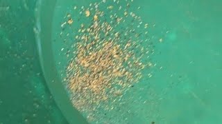 LIVE panning a rich GOLD DEPOSIT in Georgia goldpanning [upl. by Idolah]