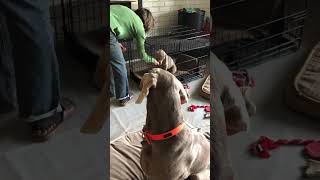 Crate Training a Weimaraner Puppy [upl. by Hanej]