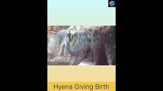 Female Hyena Giving Birth  How does a Hyena give birth facts short hyena MsUncountableFacts [upl. by Collyer]