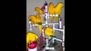 Pet Shop Parrot Antics Golden Conures or Queens [upl. by Repinuj526]