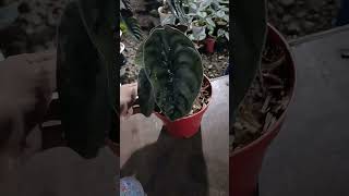 Alocasia Cuprea alocasia plants aesthetic live garden shorts trending foryou funny nature [upl. by Dinnage]