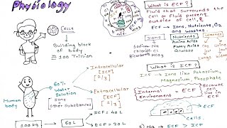 Physiology Intracellular and Extracellular fluid [upl. by Booth]