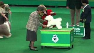 Crufts 1999 Best in Show [upl. by Skill]