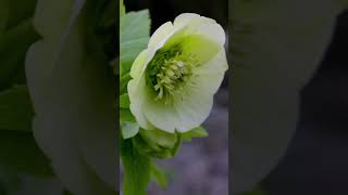 The hellebore blooms in the garden It is a poisonous winter plant shorts [upl. by Faulkner119]