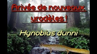 Arivée de nouveaux urodèles  Hynobius dunni [upl. by Omrellug]