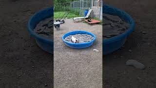 Penny the boston terrier likes her pool [upl. by Tenej]