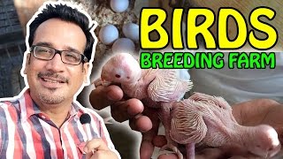 Birds Breeding Farm  Exotic Birds  Tips and Tricks  Video in UrduHindi [upl. by Wootten]