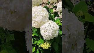 Hydrangea arborescence Annabelle  Hortensia Annabelle [upl. by Irma193]