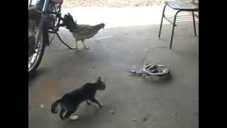 Street fighter cat vs dog [upl. by Ellerret]