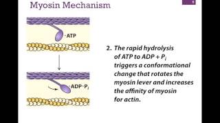 032Myosin Structure amp Function [upl. by Ardnoid]