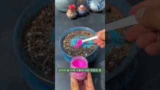 알아야 할 다육 식물에 대한 유용한 팁 suculentas succulent 다육이들 多肉植物 [upl. by Neleag]