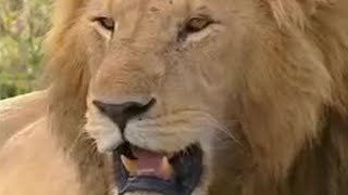 Hunting Trophy Lions in Africa  Lion Out of Africa  BBC Studios [upl. by Olracnaig198]