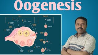 Oogenesis Class 12  Biology [upl. by Ardnossac]