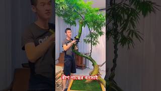 বাঁশ গাছের বনসাই  bamboo bonsai shorts bonsai facts garden [upl. by Llirred]