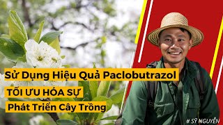 Kỹ Thuật Đỉnh Cao Sử Dụng Paclobutrazol Cho Cây Trồng Vượt Trội  Sỹ Nguyễn official [upl. by Jorgensen]