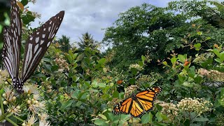 ASMR Sounds for Relaxing  Conversation between butterflies and bees  Natural sounds [upl. by Eiramnwad]