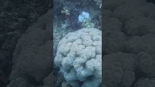 Brain coral Scuba diving Hurghada Egypt redseadiving gopro shorts diving nature underwater [upl. by Amein]