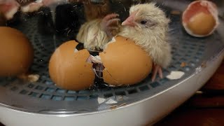 Witness The Thrilling Moment A Chicken Emerges Live On Camera [upl. by Diarmid]